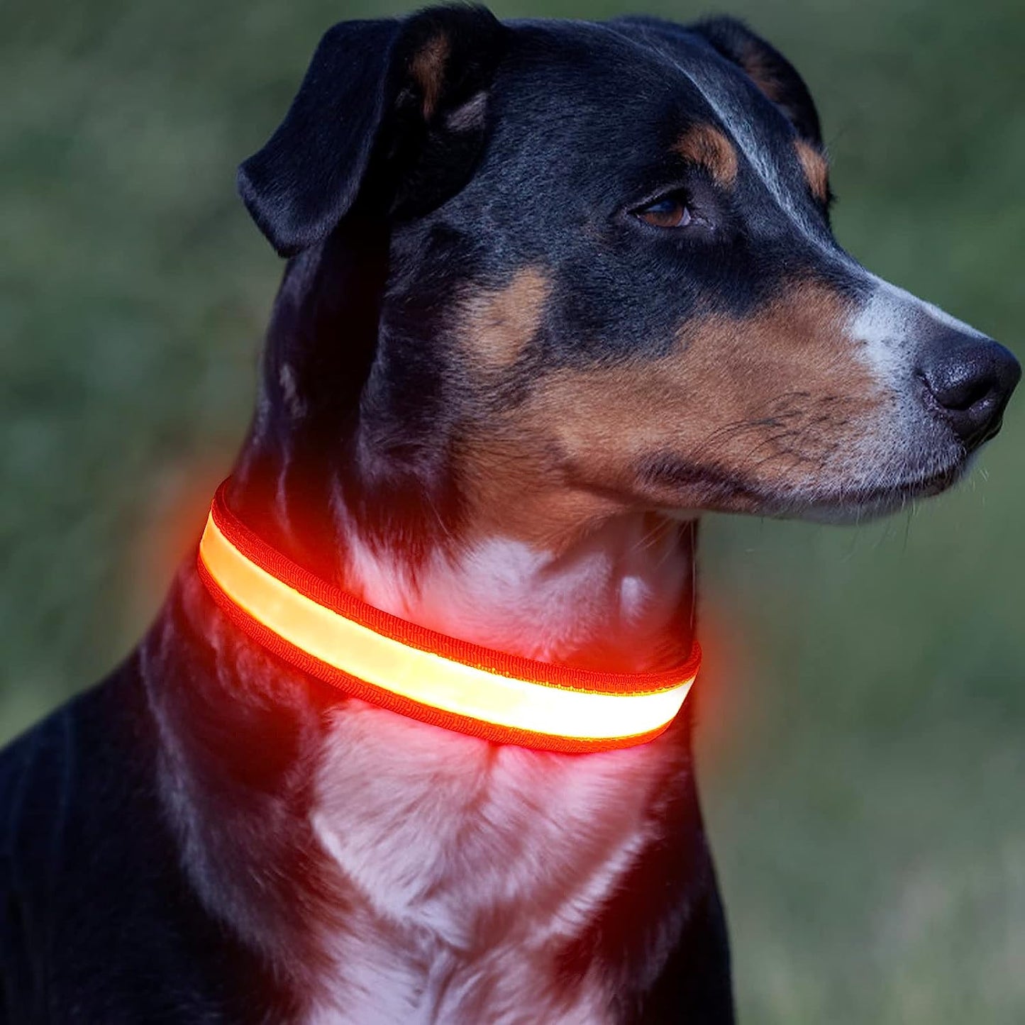 LED Dog Collar, Light up Dog Collar Adjustable USB Rechargeable Super Bright Safety Light Glowing Collars for Dogs(X-Large,Red)